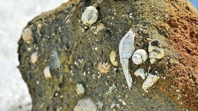 Muş&#039;ta 11 milyon yıllık fosiller bulundu