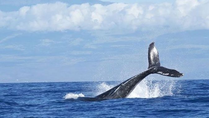 Ölü balinanın midesinden 40 kilogram plastik çıktı