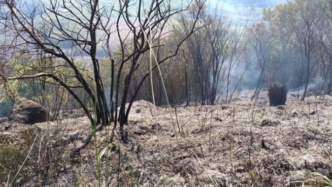 Ayvalık’taki orman yangınında 6 dönüm alan zarar gördü