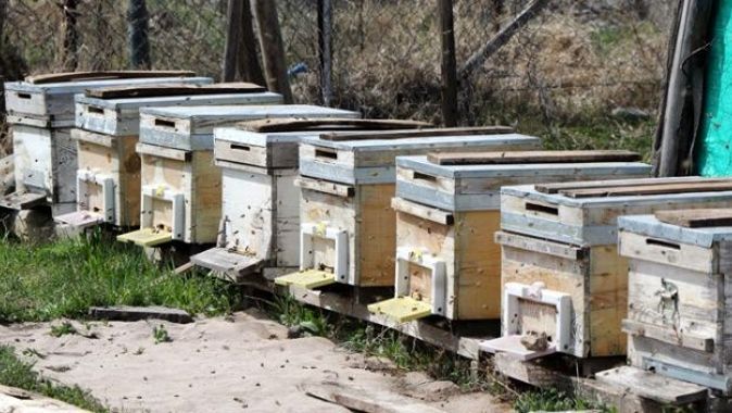 Bal arıları özgürlüğüne kavuştu