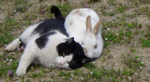 Kedi ile tavşanın dostluğu görenleri şaşırtıyor