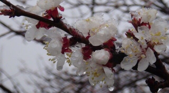 Mart&#039;ta çiçek açan kayısıyı Nisan&#039;da kar vurdu