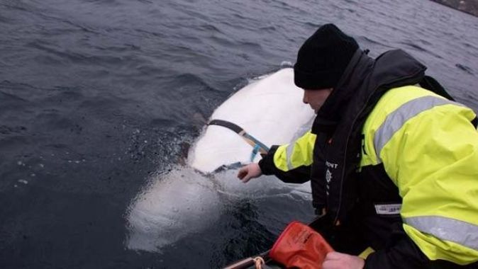 Norveç’ten ilginç iddia: &quot;Rusya, balinayı askeri amaçlı kullanıyor&quot;