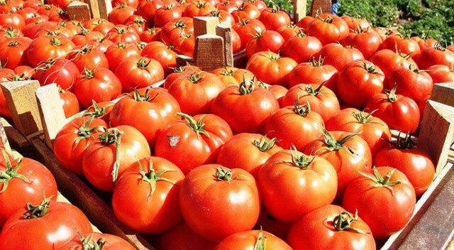 Rusya’ya ihraç edilen domates geri dönmeyecek