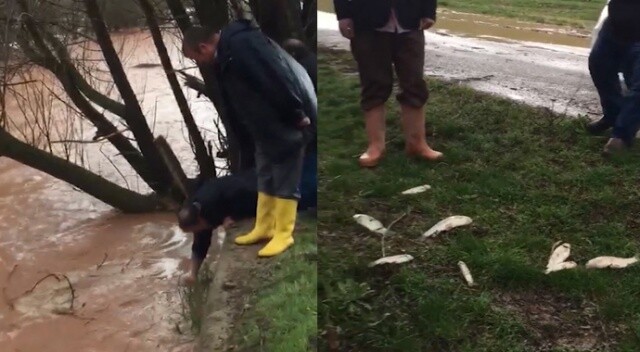 Sel nedeniyle taşan dereden elleriyle balık tuttular