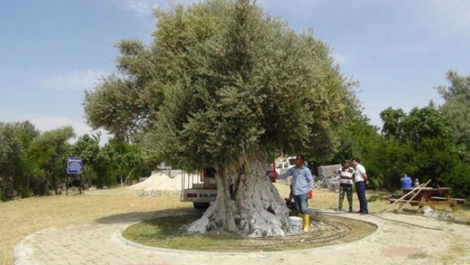 1300 yıllık anıt ağaç Cumhurbaşkanı Erdoğan&#039;ı bekliyor