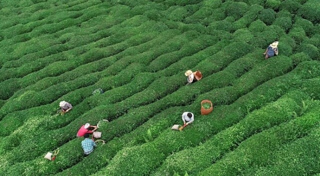 2019 yaş çay alım fiyatı belli oldu