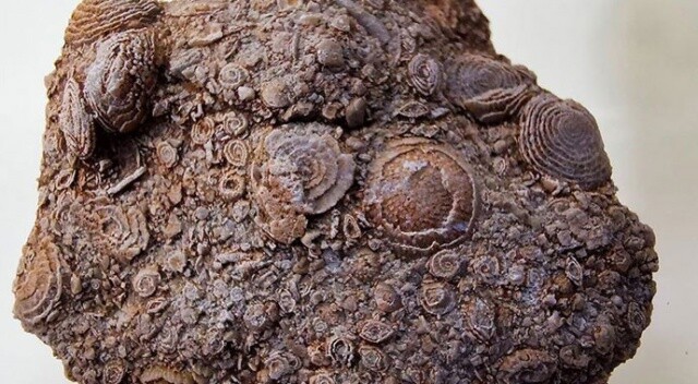 50 milyon yıllık fosil Diyarbakır&#039;da sergileniyor