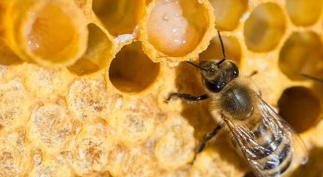 Arı sütü ve polende de milli atak