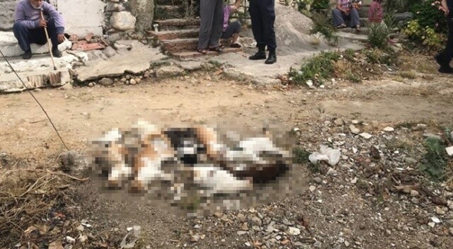 Datça’da 10 kedi zehirlenerek öldürüldü