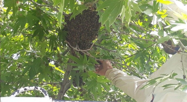 Firar eden arıları itfaiye sahibine teslim etti