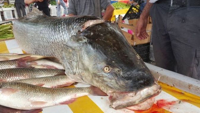Fırat Nehri&#039;nde oltaya 83 kiloluk dev Turna balığı takıldı