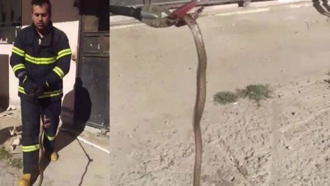 İş yerine giren yılan yakalandı