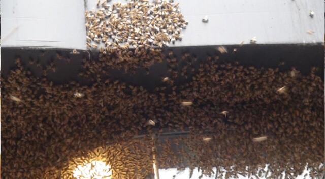 İstiklal Caddesi&#039;ni arılar bastı