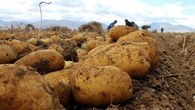 Kuraklığa dayanıklı yerli patates çeşidi geliştirildi