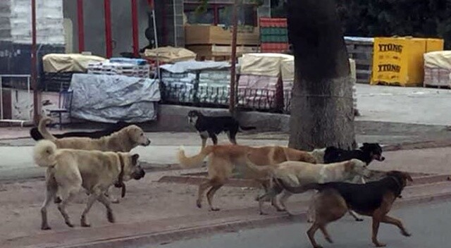 Sokak köpeklerini kırsala taşıdılar
