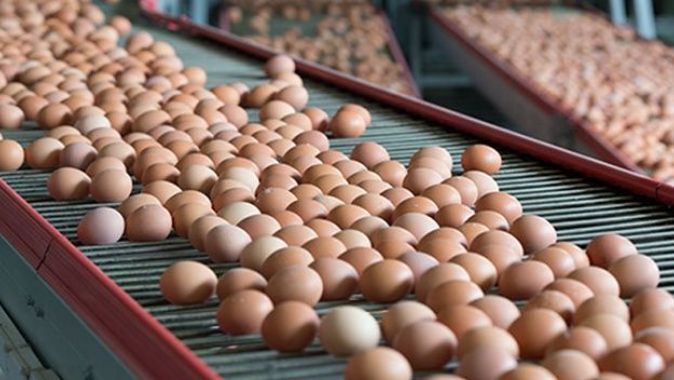 Yumurtanın fiyatı 22 kuruşa düştü