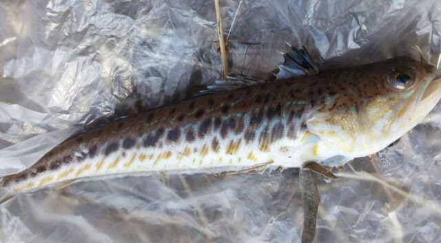 2 kişiyi zehirleyen Trakonya balığı Bursa&#039;da oltaya takıldı