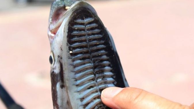 Antalya&#039;da oltaya takılan vantuz balığı şaşkınlığı