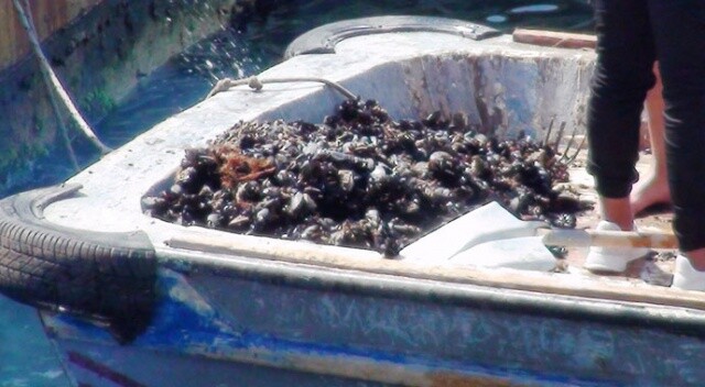Çanakkale’de midyeciler kaçtı, sahil güvenlik kovaladı