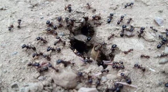 Karıncaların yiyecek telaşı tedirgin etti