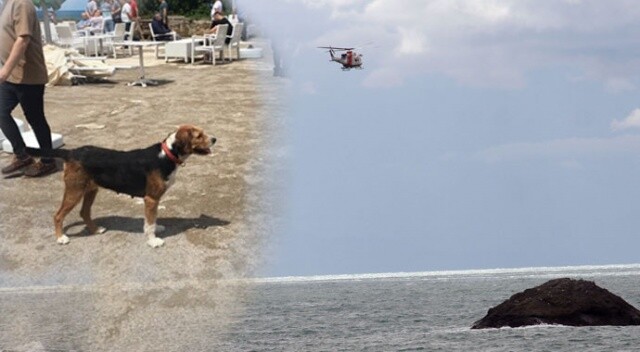 Kayıp öğretmenin köpeği sahilde sahibini bekliyor