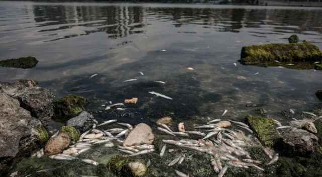 Küçükçekmece Gölü&#039;ndeki balık ölümleri tedirgin ediyor