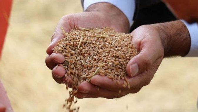 Millî buğday tohumu dünyayı fethediyor