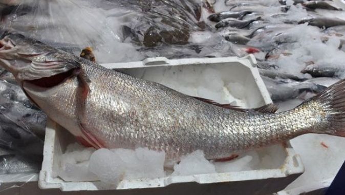 Sinop’ta 10 kilogram ağırlığında minakop balığı yakalandı