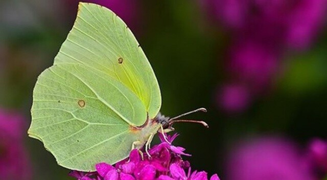 Burdur&#039;da yeni bir kelebek türü bulundu