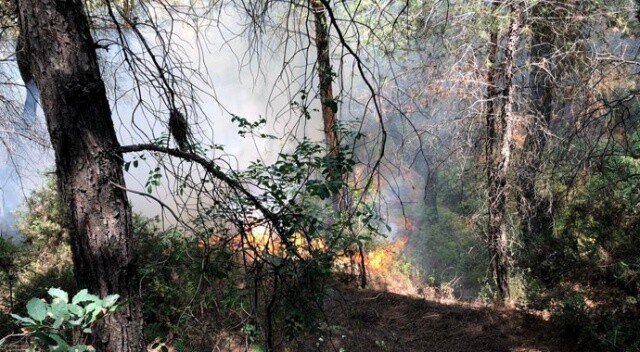 Hatay&#039;da orman yangını