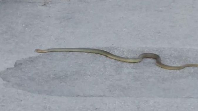 Sokaktaki 2 metrelik yılan görenleri korkuttu