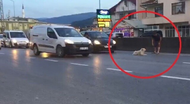 Yolun ortasına yatan köpek trafiği felç etti