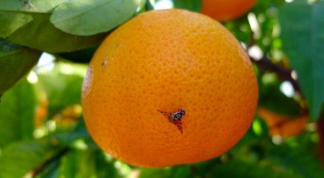 Akdeniz meyve sineği uyarısı