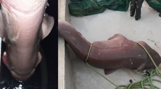 Balıkçı ağlarına takılan 5 metrelik köpek balığı denize bırakıldı