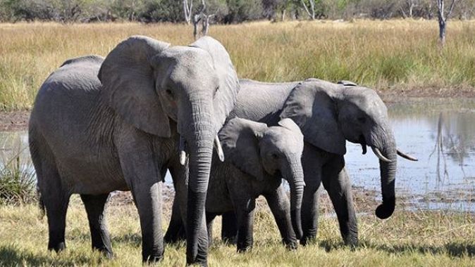 BM&#039;den Afrika fillerinin hayvanat bahçelerine getirilmelerine yasak