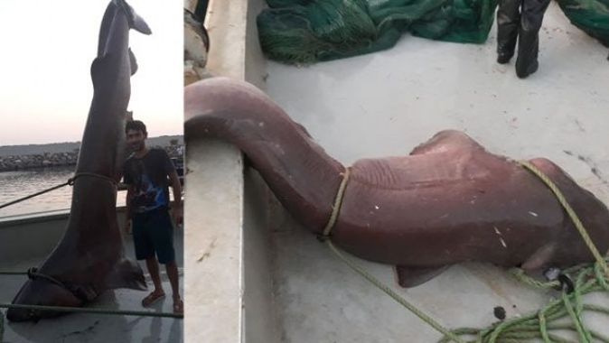 Çanakkaleli balıkçılar 5 metrelik köpek balığı yakaladı