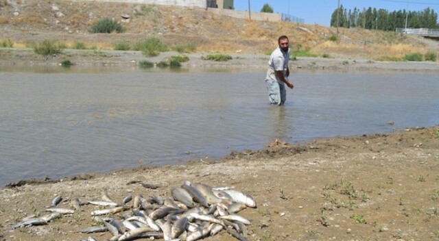 Murat Nehri’nde balık ölümleri endişelendirdi
