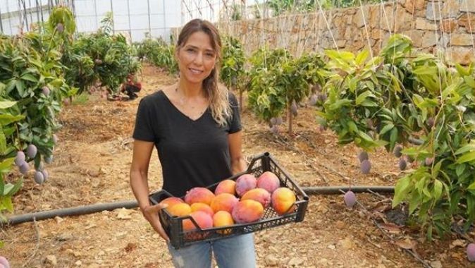 Yerli mango  hasadı başladı, tanesi 35 liradan satılıyor