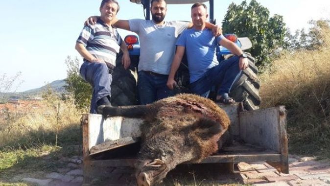 Görenleri şaşkına çevirdi! 2 saat kovalamaca sonrası 290 kiloluk domuzu vurdular