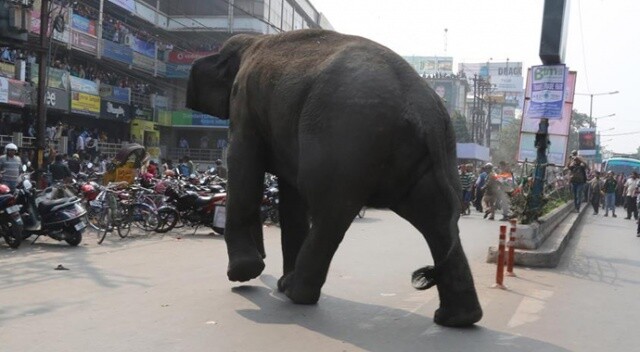 Hindistan&#039;da fil saldırısında anne ile çocuğu hayatını kaybetti