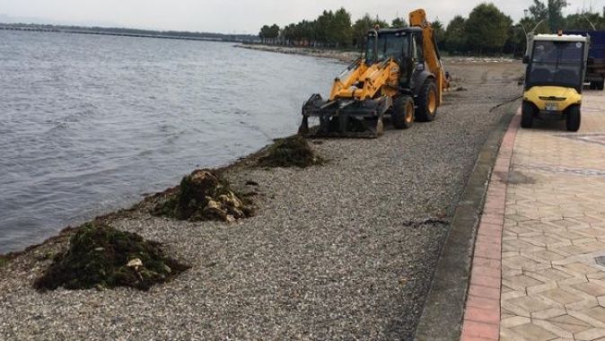 Kocaeli sahillerinden 53 ton yosun toplandı