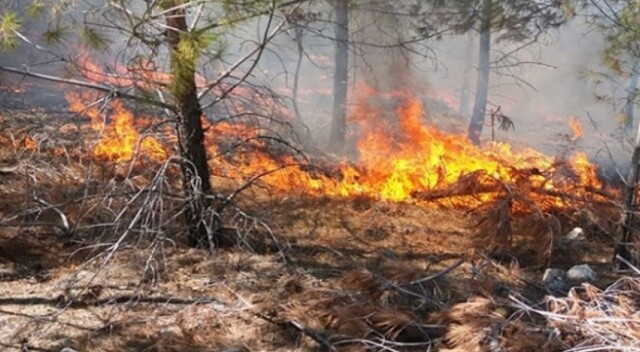 Mersin&#039;de orman yangını
