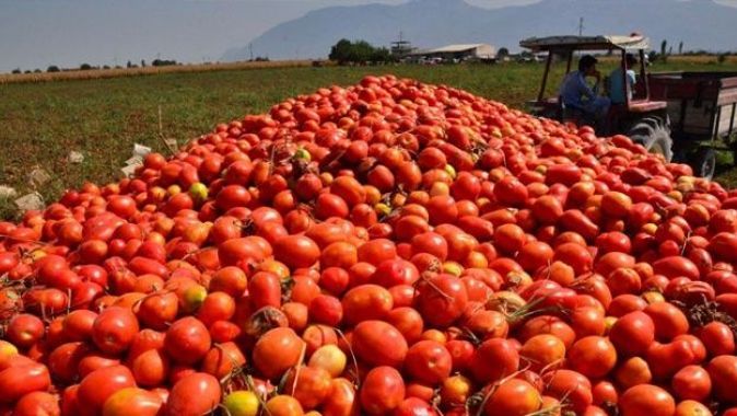 Salçalık domates tarlada 35 kuruşa kadar geriledi