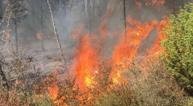 Silivri&#039;de 3,5 hektarlık ormanlık alan kül oldu