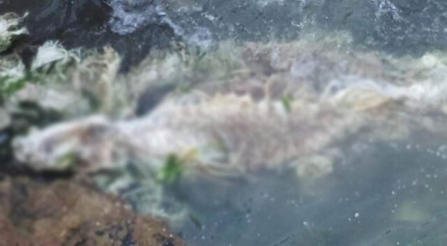Ölmüş yunus balıkları kayalıklara vurdu