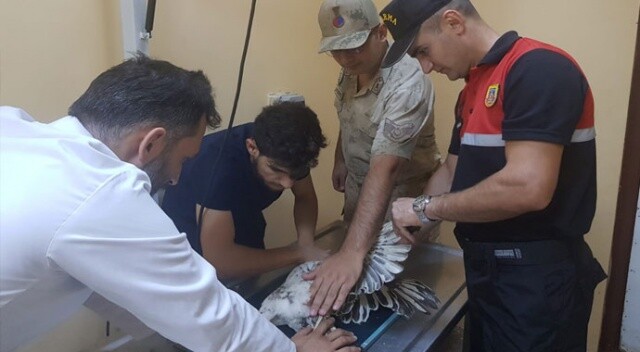 Siirt&#039;te yaralı halde Mısır Akbabası bulundu