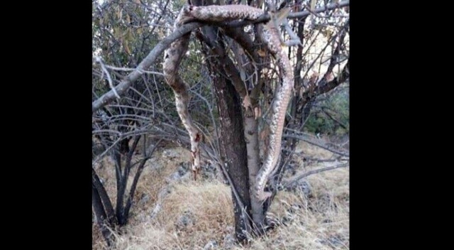 6 metrelik dev yılan dehşete düşürdü! Öldürüp ağaca astılar...