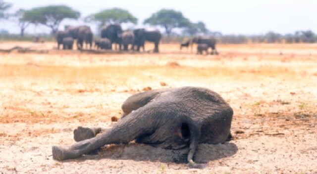 Artan kuraklık  yüzünden iki ayda 200 fil öldü