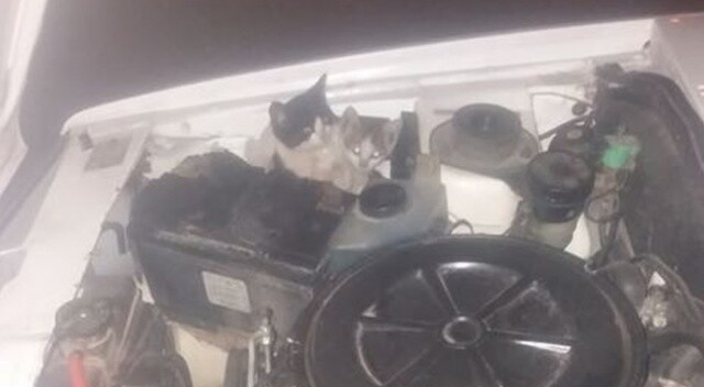 Soğuktan üşüyen yavru kediler aracın motorundan çıktı